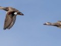Gadwall