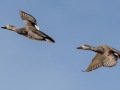 Gadwall