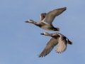 Gadwall