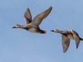 Gadwall