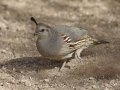 Gambel's Quail