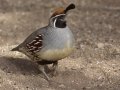 Gambel's Quail