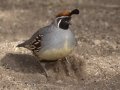 Gambel's Quail