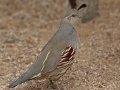 Gambel's Quail