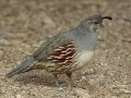 Gambel's Quail