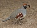 Gambel's Quail