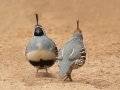 Gambel's Quail