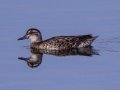 Garganey (female) - North End Salton Sea Headquarters