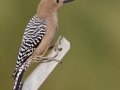 Gila Woodpecker