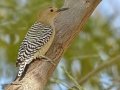 Gila Woodpecker
