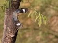 Gila Woodpecker