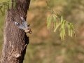 Gila Woodpecker