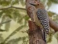 Gila Woodpecker