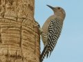 Gila Woodpecker