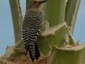 Gila Woodpecker