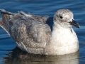 Glaucous-winged Gull