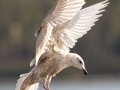 Glaucous-winged Gull