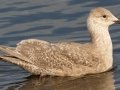 Glaucous-winged Gull