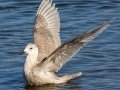 Glaucous-winged Gull