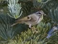 Golden-crowned Kinglet