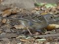 Golden-crowned Sparrow
