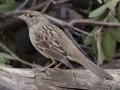 Golden-crowned Sparrow