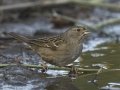 Golden-crowned Sparrow