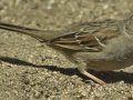 Golden-crowned Sparrow