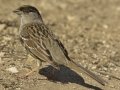 Golden-crowned Sparrow