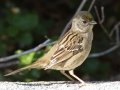 Golden-crowned Sparrow