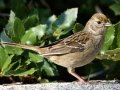 Golden-crowned Sparrow