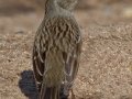Golden-crowned Sparrow