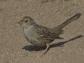 Golden-crowned Sparrow