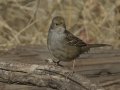 Golden-crowned Sparrow