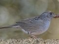Golden-crowned Sparrow
