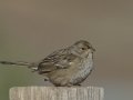 Golden-crowned Sparrow