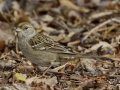 Golden-crowned Sparrow