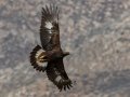 Golden Eagle, San Jacinto Wildlife Area, Riverside County, Nov 20, 2017