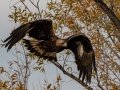 Golden Eagle, San Jacinto Wildlife Area, Riverside County, Nov 20, 2017