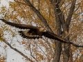 Golden Eagle, San Jacinto Wildlife Area, Riverside County, Nov 20, 2017