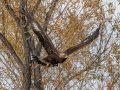 Golden Eagle, San Jacinto Wildlife Area, Riverside County, Nov 20, 2017