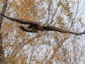 Golden Eagle, San Jacinto Wildlife Area, Riverside County, Nov 20, 2017