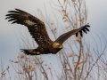 Golden Eagle, San Jacinto Wildlife Area, Riverside County, Nov 20, 2017