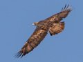 Golden Eagle - 34.6873, -120.1552, Santa Barbara, California, Oct 19, 2017