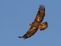 Golden Eagle - 34.6873, -120.1552, Santa Barbara, California,, Oct 19, 2017
