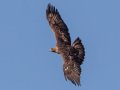 Golden Eagle - 34.6873, -120.1552, Santa Barbara, California, Oct 19, 2017