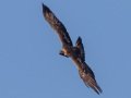 Golden Eagle - 34.6873, -120.1552, Santa Barbara, California,, Oct 19, 2017