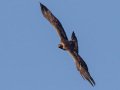 Golden Eagle - 34.6873, -120.1552, Santa Barbara, California,, Oct 19, 2017