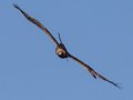 Golden Eagle - 34.6873, -120.1552, Santa Barbara, California,, Oct 19, 2017