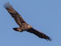 Golden Eagle - 34.6873, -120.1552, Santa Barbara, California, Oct 19, 2017